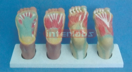 NATURAL FOOT MUSCULAR AND SPINES MODEL (4 PCS)